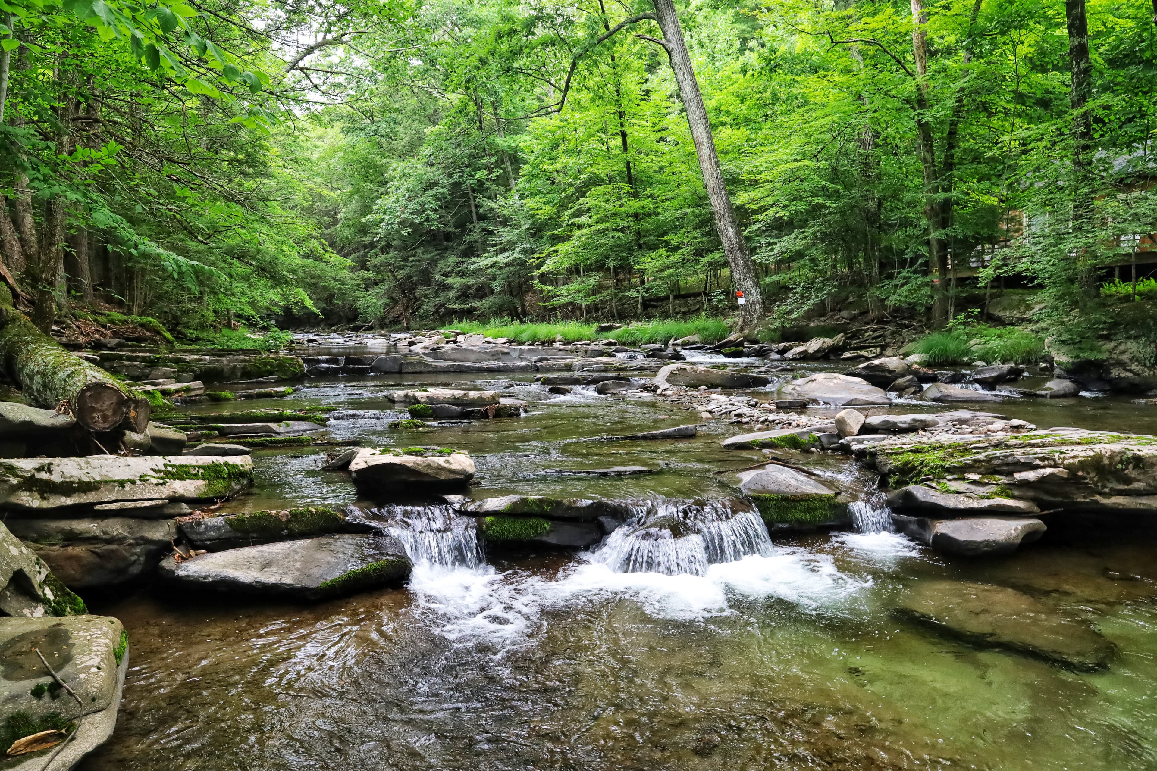 hero for products and supply chain on esg site; landscape, environment, outdoors, nature, creek, water flow, serene, trees, new york, earth